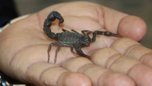 40 yıllık akrep üreticisinden O profesöre tepki