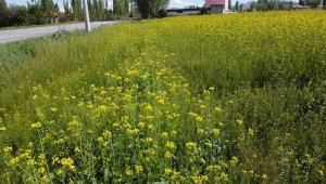 Bölgede ilk kez ekildi, dekarda 10 ton verime ulaşabiliyor