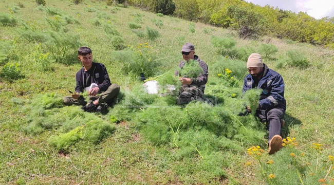 Keledoş yemeği için heliz otu mesaisi