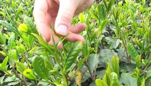 Kilogram alım fiyatı 4 bin lira oldu