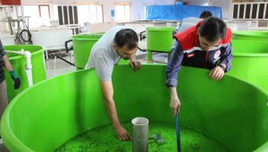 Kilosu 2 bin 500 dolardan satılınca üretim için seferber oldular