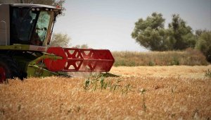 Kıraç alanlarda bitkiler strese girdi, rekolte beklentisi düştü