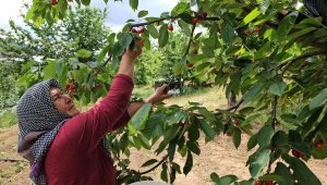 Kraliyet sofralarının vazgeçilmezi, kilosu 135 liraya düştü