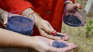 Laboratuvarda üretildi, üzüm bağlarının kuraklığa karşı direncini artıracak