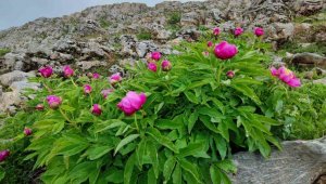 Sadece 20 günlük ömrü var