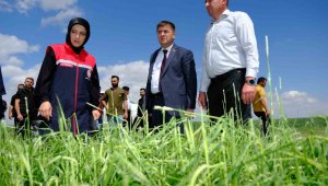 Vali Sarıibrahim, dolunun zarar verdiği arazilerde incelemede