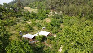 Yaylada üretmeye başladı, 1 kilogram esansı 5 bin Euro