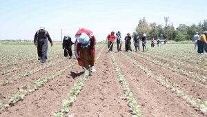 40 dereceyi aşan sıcaklıkta 9 saat çalışıp 515 lira yevmiye alıyorlar