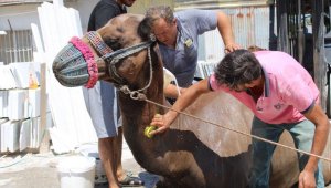 Aşırı sıcaklar huzurlarını kaçırınca hepsini yağladılar