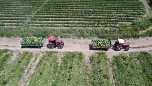 Avrupa Futbol Şampiyonası, üreticilerin yüzünü güldürdü