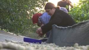 Bir gün durup bir gün olgunlaşıyor, hasadı başladı