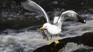 Bu balıkları sadece martılar avlayabiliyor