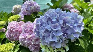 Geçimini yemek kazanı büyüklüğündeki bu çiçeklerden sağlıyor