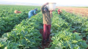 Hasadı başlayan ürün tarlada 12 liraya satılıyor