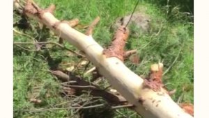 Hurafeye inanan köylüler ağaçları kesip bu hale getirdi