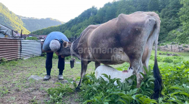 İkiz doğan kuzulara çiftlikteki inek annelik yapıyor