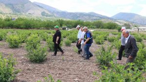 Özellikle genç üreticiler arasında ilgi görüyor