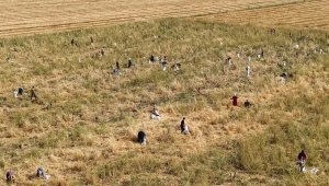 Satamayınca hayrına dağıttı, yüzlerce kişi tarlaya akın etti