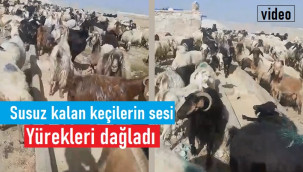 Susuz kalan hayvanların imdadına genç iş insanı yetişti