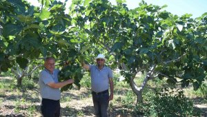 800 rakımlı mahallede rekolte üreticinin yüzünü güldürecek