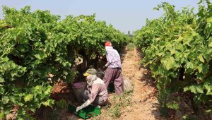 Bölgede 60 bin kişi bunu üretiyor, 25 Temmuz'da ihracat yolcusu