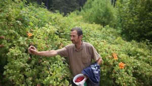 Dağlık bölgelerden toplayıp kilosunu 60 liradan satıyorlar