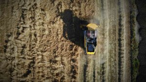 Ekim alanlarında artış, rekoltede ise düşüş var