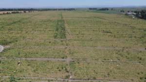 Hasat bereketli olunca, son mahsulü hayrına vatandaşlara bıraktı