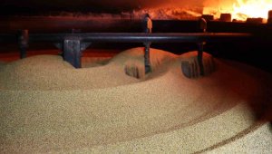 İbni Sina'nın sağlık reçetelerinde geçiyor, ardıç odununda kavuruluyor