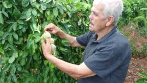 Kilosu 100 Lira, bu meyve üreticisini sevindirdi
