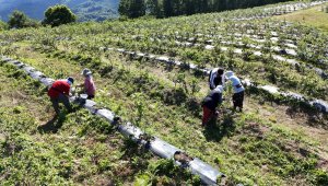 Kilosu 350 liradan alıcı bulunca üretici mutlu