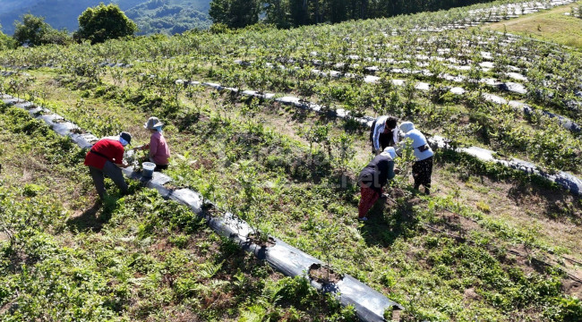 Kilosu 350 liradan alıcı bulunca üretici mutlu