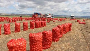 Kilosu tarlada 6 liradan satılıyor