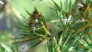 Sağım başladı, şifa deposunun kilogramı bin liradan satılıyor