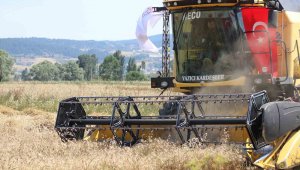 Ümit vaat eden bir çeşit, dönümde 600 kilo verim