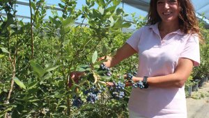 Üzüm bağını bu ürüne çevirince 7 ülkeye ihracata başladı