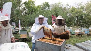 400 ton hasat bekleniyor