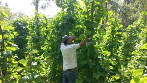 Ata tohumundan üretilince ağaç gibi oldu, kilosu 65 lira