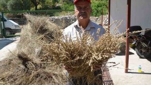 Bin 800 rakımlı tepelerden topluyor, yüz kilodan 1 litre çıkıyor