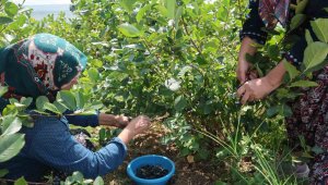 Bir kişi günde 40 kilo toplayabiliyor, hasadı başladı