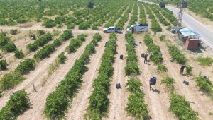 Bölgede hasat başladı, 20 ila 30 lira arasında alıcı buluyor