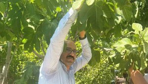 Gün doğarken hasat ediliyor, bahçede kilosu 80 lira