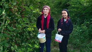 Kanser ve tümör hücrelerinin büyümesini engelliyor