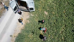 Kurutup yurt dışına gönderiliyor, tarla çıkışı 7 lira