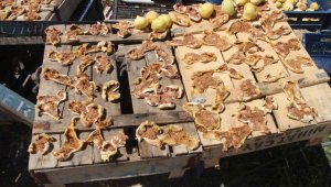 Mut beyaz incir altın yılını yaşıyor