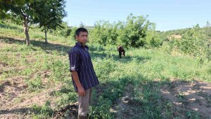 Sezona 105 liradan başlamıştı, kilosu 15 liraya düşünce üretici üzgün