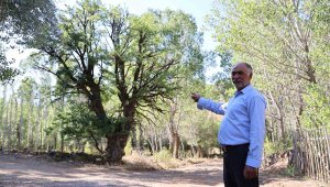 Söylentiler nedeniyle meyve ağacına ellerini süremiyorlar