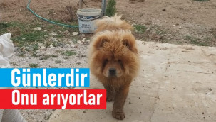 Sahipleri 7 gündür her yerde onu arıyor
