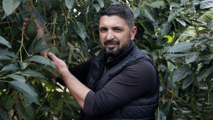 Deneme amacıyla dikildi, yılda 21 bin ton ürün alınıyor