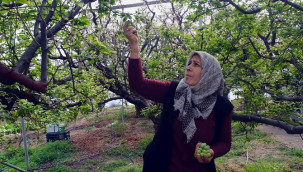 Her pakete 9 tane koyuluyor, kilosu 8 bin liradan satılıyor